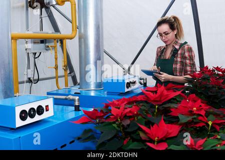 woman agricultural engineer works with equipment in a greenhouse where red poinsettia flowers grow Stock Photo