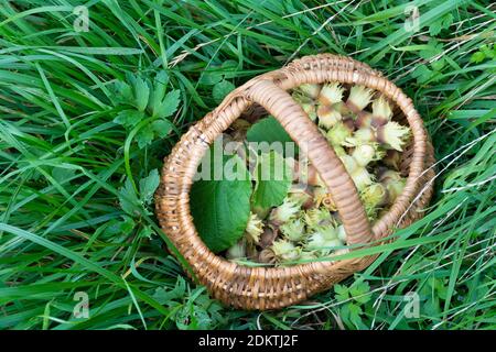 Wicker basket with freshly picked hazelnuts standing on grass. Stock Photo