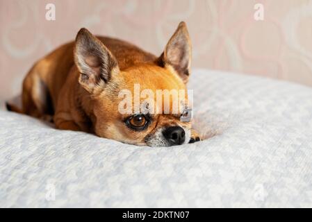 Small cute chihuahua dog is lying down on a white blanket on a bed. Dog is sad. Pet feeling tired, bored, or depressed. Stock Photo