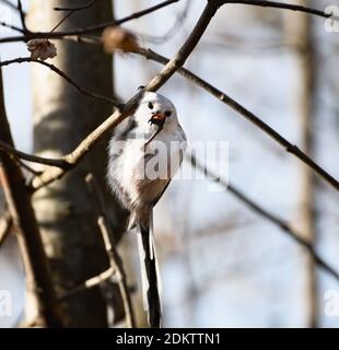 bird, natur, ast, wild lebende tiere, stieglitz, tier, baum, finch ...