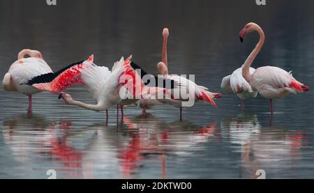 Groep blatsende Flamingo's; Group of displying Greater Flamingo