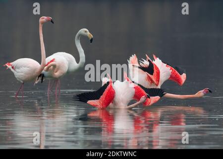 Groep blatsende Flamingo's; Group of displying Greater Flamingo
