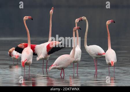 Groep blatsende Flamingo's; Group of displying Greater Flamingo