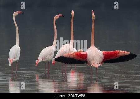 Groep blatsende Flamingo's; Group of displying Greater Flamingo