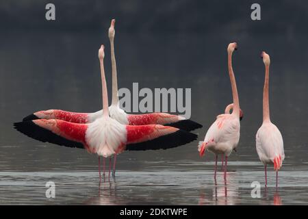 Groep blatsende Flamingo's; Group of displying Greater Flamingo