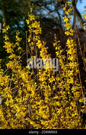 Forsythia x intermedia 'Week End'  (Courtalyn) a winter spring flowering shrub plant which has a  springtime yellow flower and leafless when in bloom Stock Photo