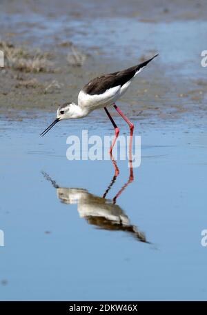 Black-winged Stilt Himantopus himantopus Feeding & Reflected in Vaccarès Lake in the Carmargue Wetlands Nature Reserve Provence France