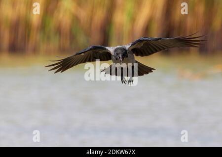 Vliegende Bonte Kraai; Flying Hooded Crow Stock Photo