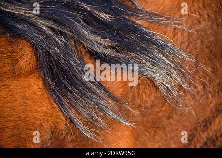 Close-up of horse black mane against chestnut coat in natural light Stock Photo