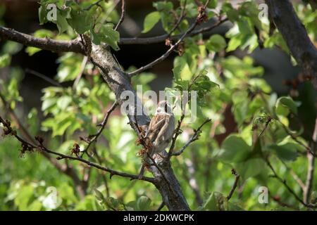 A brown sparrow eating green caterpillar on a tree Stock Photo