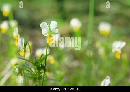 Wild field pansy, England, Europe. Spring blooming Dog-violet flowers. Wild pansies, copy space. Sunny. Stock Photo