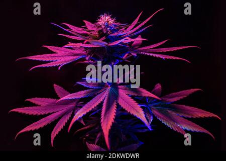 Purple pink Marijuana on black background with colorful ultraviolet neon led fito light. Cannabis plant with big leafs. Trendy artistic futuristic Stock Photo