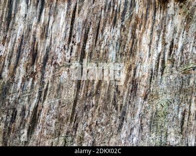 close-up of wood with space for text or image Stock Photo