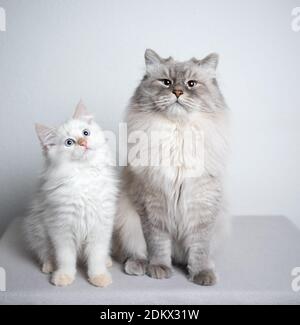 two cats. siberian cat and kitten sitting next to each other looking at camera curiously Stock Photo