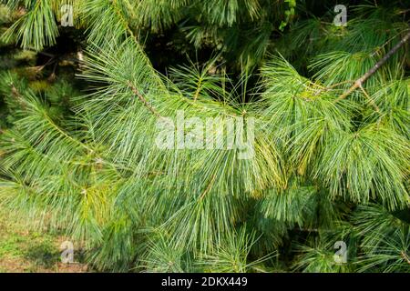 Pinus patula. beautiful branches of Mexican weeping pine. evergreen tree Stock Photo