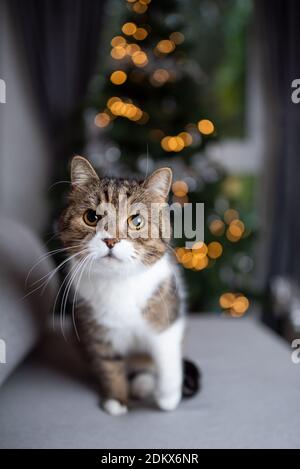 cat sitting on couch in front of christmas tree with bokeh lights in the background looking at camera Stock Photo