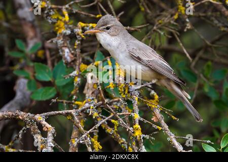 Griekse Spotvogel zittend in struik; Olive-tree Warbler perched in bush Stock Photo