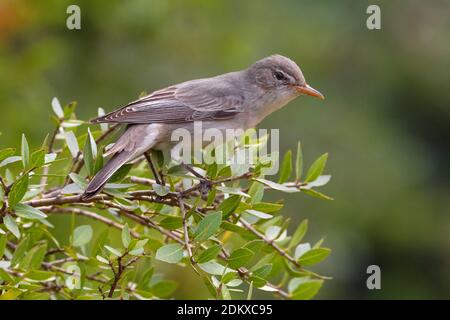 Griekse Spotvogel zittend in struik; Olive-tree Warbler perched in bush Stock Photo