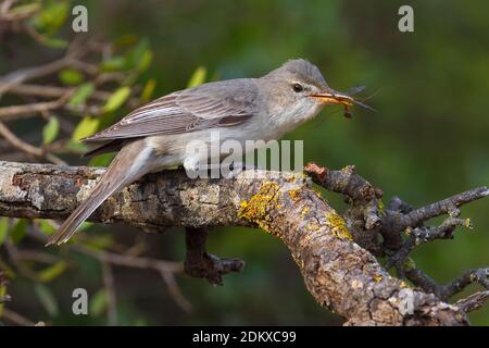 Griekse Spotvogel zittend in struik; Olive-tree Warbler perched in bush Stock Photo