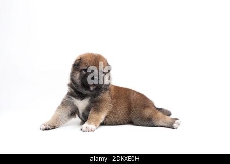 Close Up Of A Newborn Puppy Japanese Shiba Inu Dog Beautiful Shiba Inu Puppy Color Brown Stock Photo Alamy