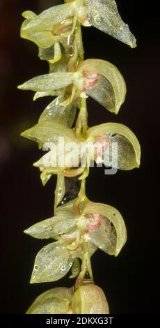 Pleurothallis sp., a micro orchid flowering in mossy montane rainforest above Rio Nangaritza Valley in the Cordillera del Condor, Ecuador Stock Photo