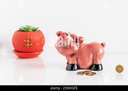 Piggy bank-pig and euro coins on a white background with a flower succulent in a red pot. Money storage and investment concept. Selective focus Stock Photo