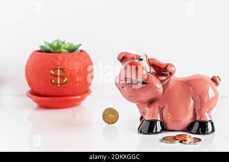 Piggy bank-pig and euro coins on a white background with a flower succulent in a red pot. Money storage and investment concept. Selective focus Stock Photo
