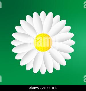 White chamomile flowers on a green background. White chamomile flower. Background image. White wildflowers. Greeting card. Festive background. Poster. Stock Vector