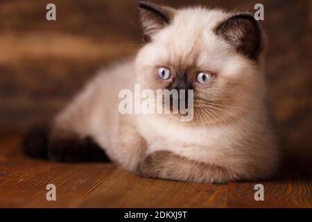Scottish straight cat cream color. Background with kitten ready for your design. A fluffy cat is lying and looking to the right Stock Photo