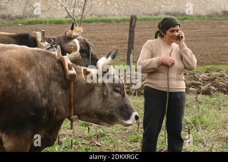 Vrancea County, Romania. Woman talking on a cellphone while working on the field with the cows. Stock Photo