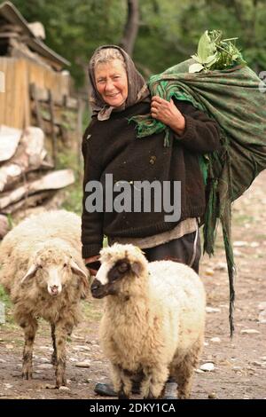 Vrancea County, Romania. Elderly woman tending sheep and carrying a load of fodder. Stock Photo