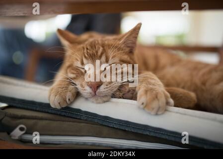 turkish ginger stray cat ralxing on chair in hotel Stock Photo