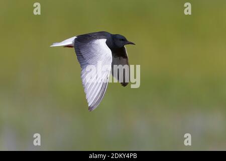 Volwassen Witvleugelstern in zomerkleed in de vlucht; Adult summer White-winged Tern in flight Stock Photo