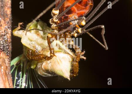 Harvestman eating a newly emerged cicada in montane rainforest in the Cordillera del Condor, the Ecuadorian Amazon. An area of exceptionally high biod Stock Photo
