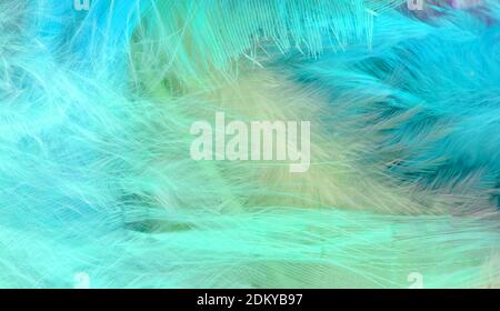 Blue feathers background - High resolution Stock Photo