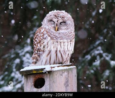 Barred Owl, Strix varia, with eyes closed  sitting on a wooden bird house as a light snow flakes starts falling on it. Stock Photo