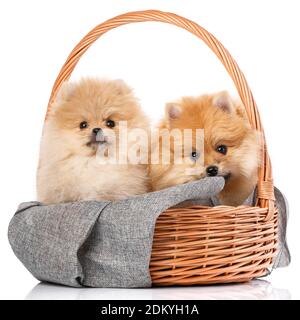 Two beautiful Pomeranian Spitz puppies sitting in a wicker basket. Stock Photo