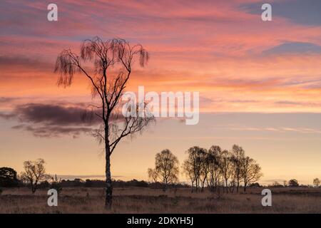 Dawn light over Strensall Common Nature Reserve in mid-winter, North Yorkshire, England. Stock Photo