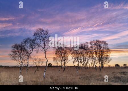 Dawn light over Strensall Common Nature Reserve in mid-winter, North Yorkshire, England. Stock Photo