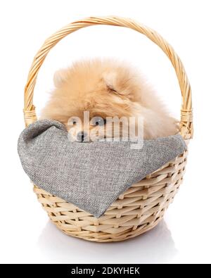 Pomeranian puppy sad looking away sitting in a wicker basket. Stock Photo