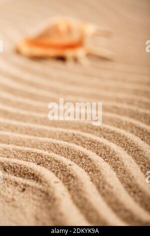Large seashell on yellow texture sand. Shell blurred, blurred background. Stock Photo