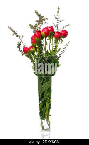 Buds of peonies and eucalyptus leaves in a glass vase on a white background. Stock Photo