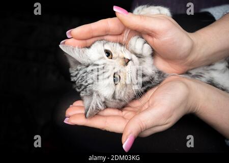 woman holding tiny silver tabby british shorthair kitten in hands Stock Photo