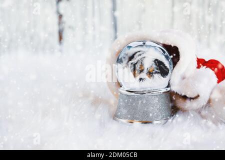 Snow globe with image of a sleeping Australian Shepherd puppy inside surrounded by Santa hat with falling snow. Shallow depth of field with selective Stock Photo