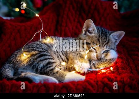 Christmas cat. Little curious funny striped kitten plays with Christmas lights garland on festive background. Cat chews lights Stock Photo