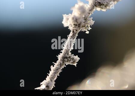 Ice crystals on the branches Stock Photo