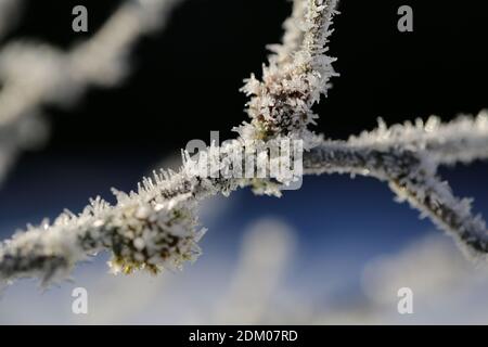 Ice crystals on the branches Stock Photo