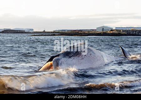 Stranded Northern Minke Whale (Balaenoptera acutorostrata), Vik, Iceland Stock Photo