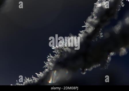 Ice crystals on the branches Stock Photo