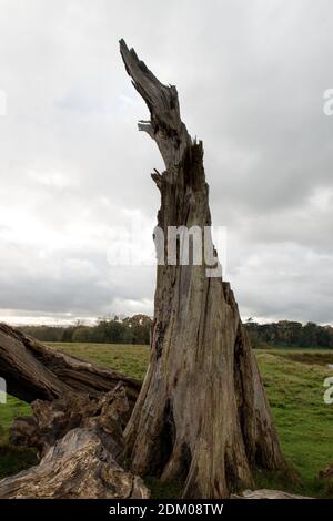 one dramatic dead tree trunk standing tall, in open deserted parkland with dark grey clouded sky Stock Photo
